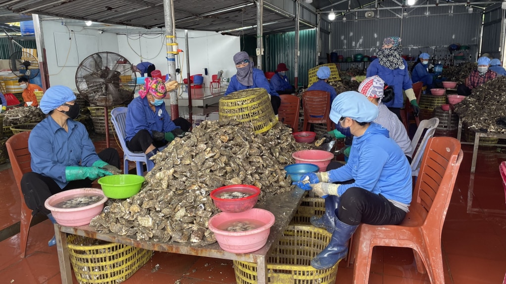 Công nhân Công ty TNHH Thương mại dịch vụ và Nuôi trồng thủy sản Bình Minh sơ chế hàu.