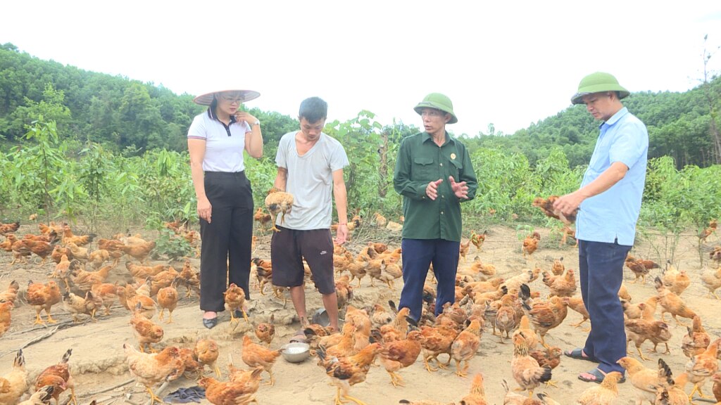 Các mô hình liên kết nuôi gà ở huyện Đầm Hà ngày càng phát triển 