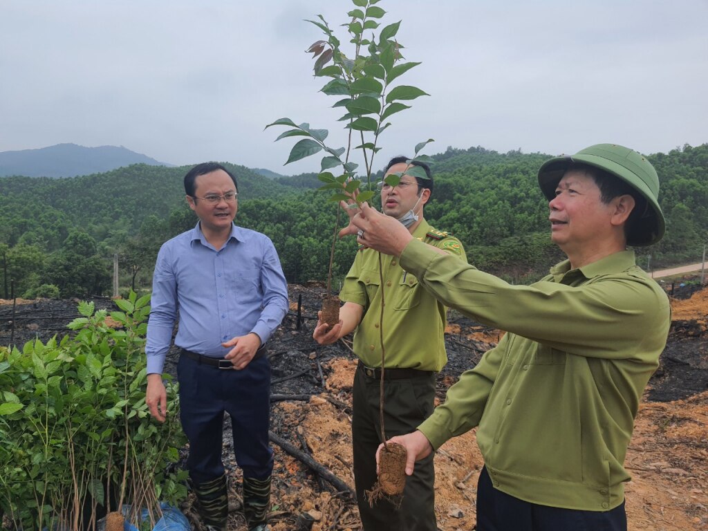 Bí thư Huyện uỷ Ba Chẽ Vũ Thành Long (bên phải) kiểm tra cây lát giống trước khi được người dân trồng. (Ảnh: Trung tâm TT-VH Ba Chẽ)