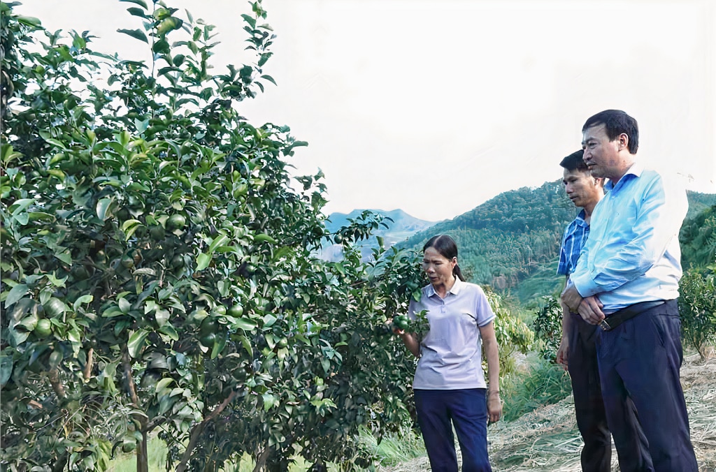 Lãnh đạo huyện Vân Đồn khảo sát vườn cam của hộ gia đình bà Lê Thị Bảy, Giám đốc HTX Cam 10-10 (xã Vạn Yên).