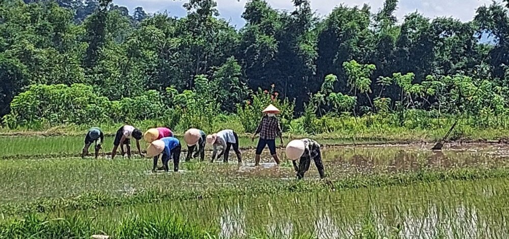 Nông dân Hải Sơn xuống đồng thực hiện vụ Xuân - hè 2024.