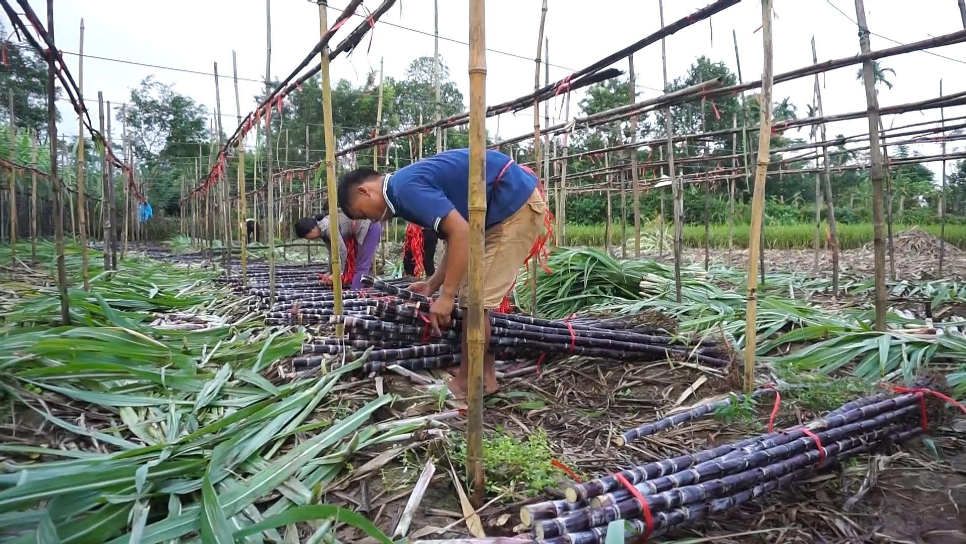 thu hoạch mía tím của bà .con nông dân xã Quảng Thịnh (Hải Hà)