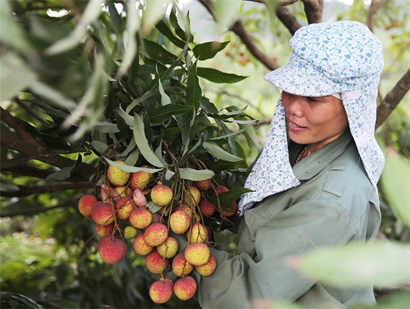 Mùa vải chín Phương Nam. Ảnh Hùng Sơn