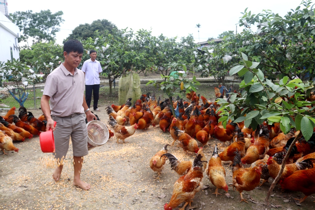 Mô hình trồng ổi kết hợp với nuôi gà bản Đầm Hà của gia đình anh Nguyễn Văn Doãn ở thôn Tân Hòa xã Quảng Tân.