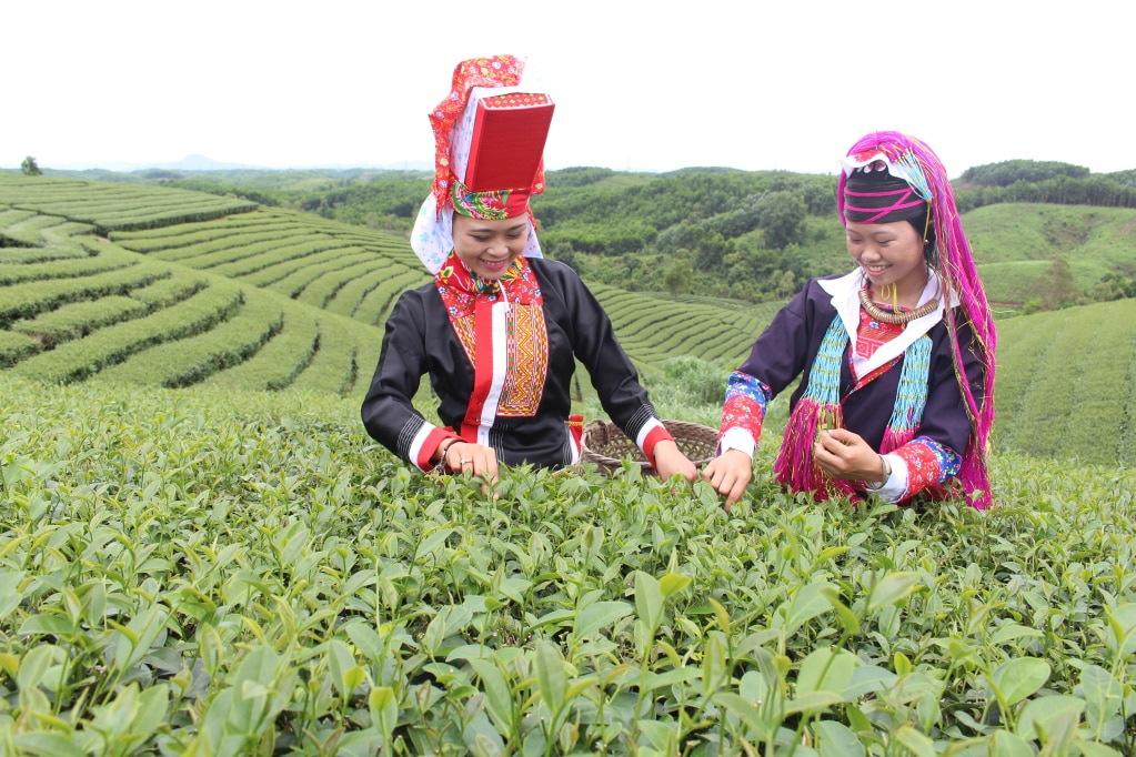 Thu hoạch chè tại xã Quảng Long, huyện Hải Hà