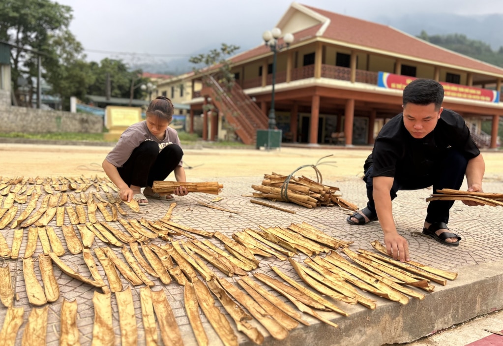 Anh Quang vận động, hướng dẫn người dân khai thác sản phẩm từ cây bản địa hồi, quế.