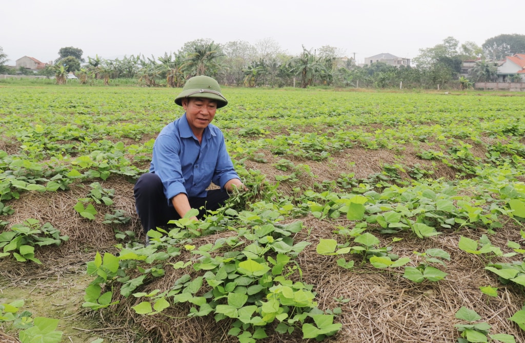 Ông Đỗ Văn Cẩn, thôn Phúc Đa, xã Tân Việt, TX Đông Triều đi đầu trong thực hiện chủ trương dồn điền đổi thửa và đã thành công với cây trồng củ đậu. 