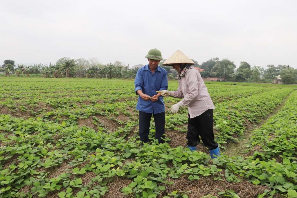 Ông Cẩn tận tình chia sẻ, trao đổi kinh nghiệm giúp bà con nhân dân mạnh dạn trồng các loại giống cây mới cho năng suất cao.