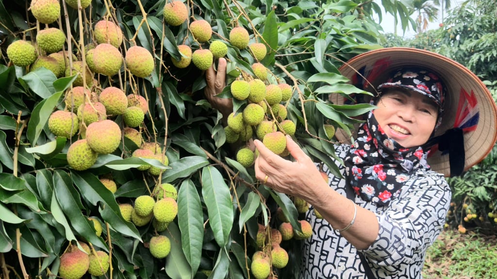 Nông dân Phương Nam phấn khởi vào vụ thu hoạch vải chín sớm Phương Nam.