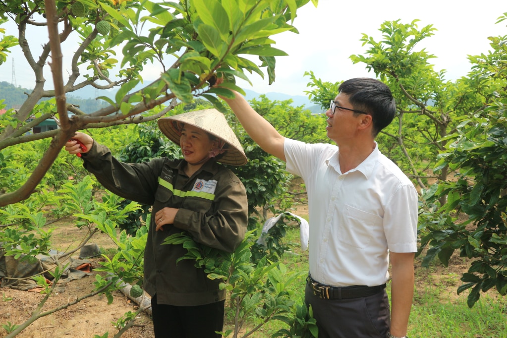 Lãnh đạo xã Bình Khê (TX Đông Triều) khảo sát mô hình trồng na của người dân trên địa bàn.