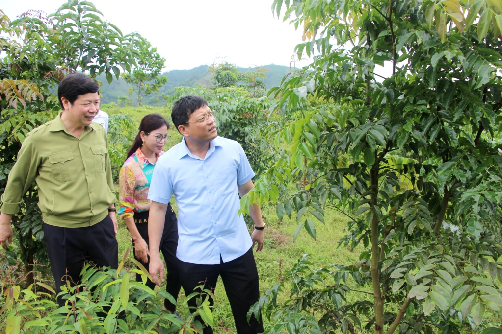 Đồng chí Nghiêm Xuân Cường, Phó Chủ tịch UBND tỉnh, kiểm tra rừng cây gỗ lớn của Công ty TNHH MTV Lâm nghiệp Ba Chẽ. 