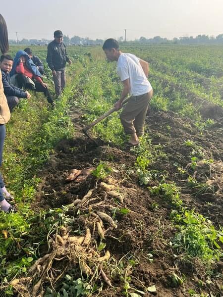 Khoai lang Xóm Giáo đang vào vụ thu hoạch.