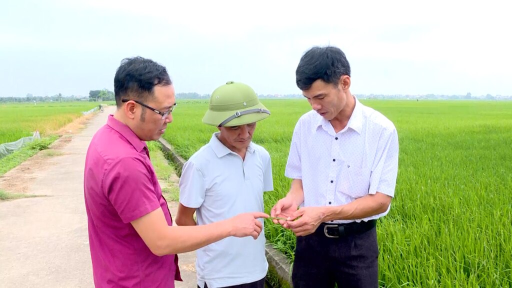 Cán bộ chuyên môn Chi cục Trồng trọt và Bảo vệ thực vật tỉnh hướng dẫn nông dân phòng trừ sâu bệnh.