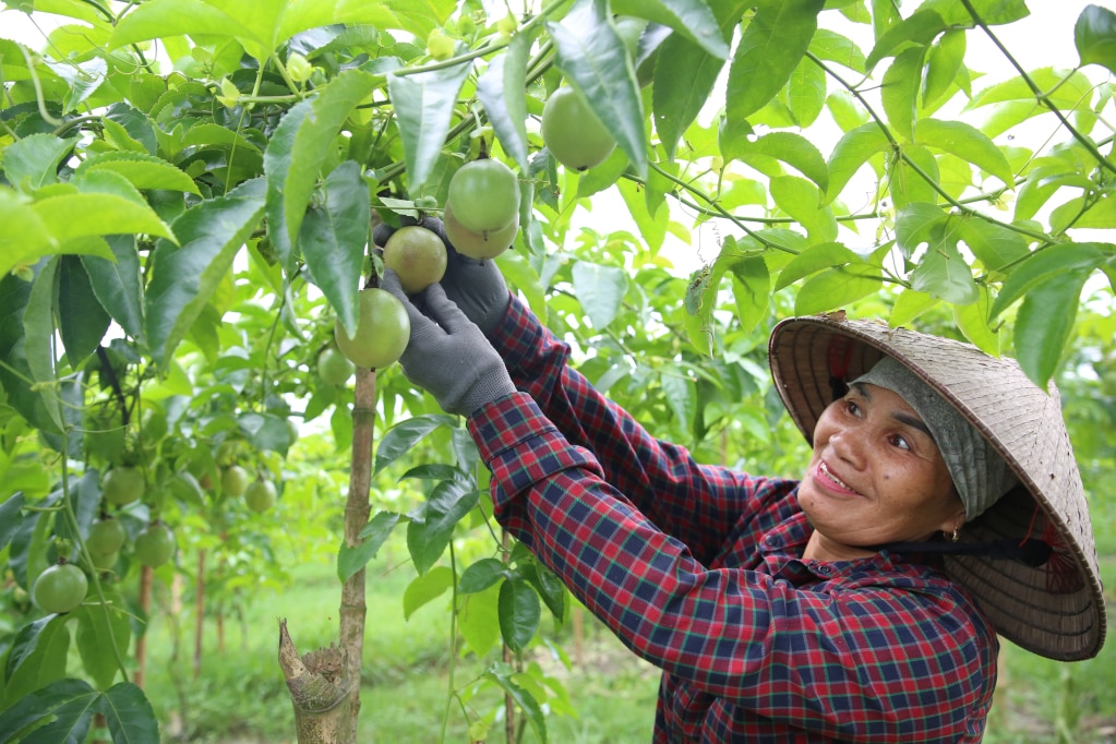 Quả chanh leo phát triển tốt, cho năng suất, hiệu quả cao, bước đầu đáp ứng các tiêu chuẩn cho việc xuất khẩu.