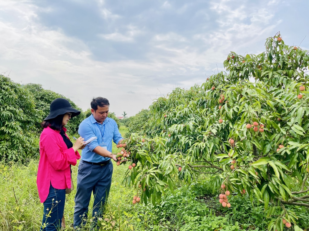 Phóng viên Hoàng Nga (phòng Thời sự) phỏng vấn Chủ tịch HND phường Phương Nam (TP Uông Bí) về tình hình tiêu thụ vải chín sớm Phương Nam.