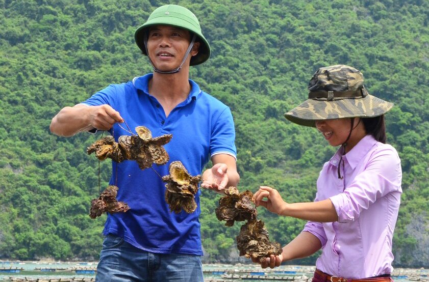 Nông dân Vân Đồn phát triển mô hình nuôi nhuyễn thể.