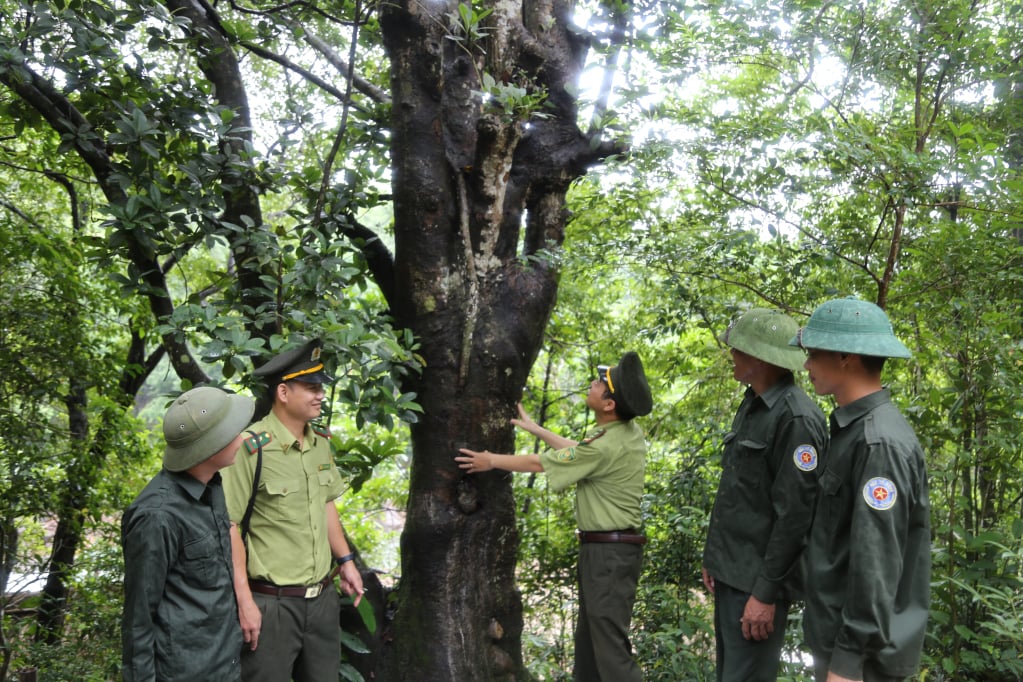 Hiện khu vực tiểu khu 344 còn nhiều cây rừng tự nhiên hàng chục năm tuổi