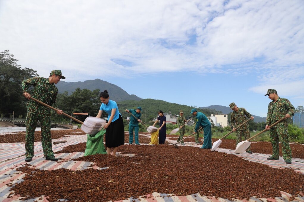 Cán bộ, chiến sĩ giúp bà con nhân dân thu hoạch lâm sản.