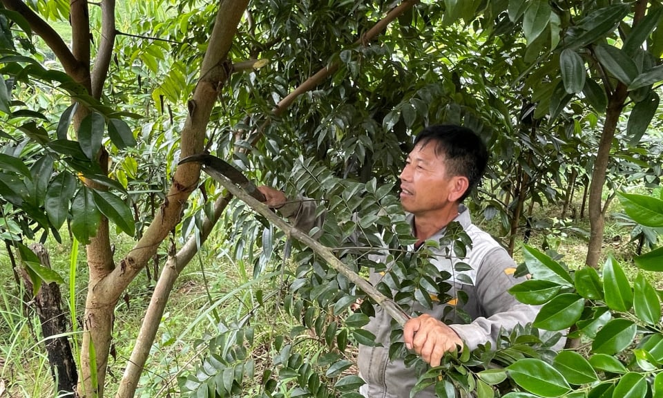 Thêm động lực phát triển lâm nghiệp