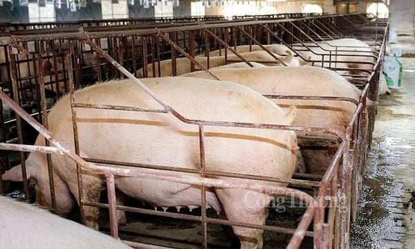 Pig prices will remain high