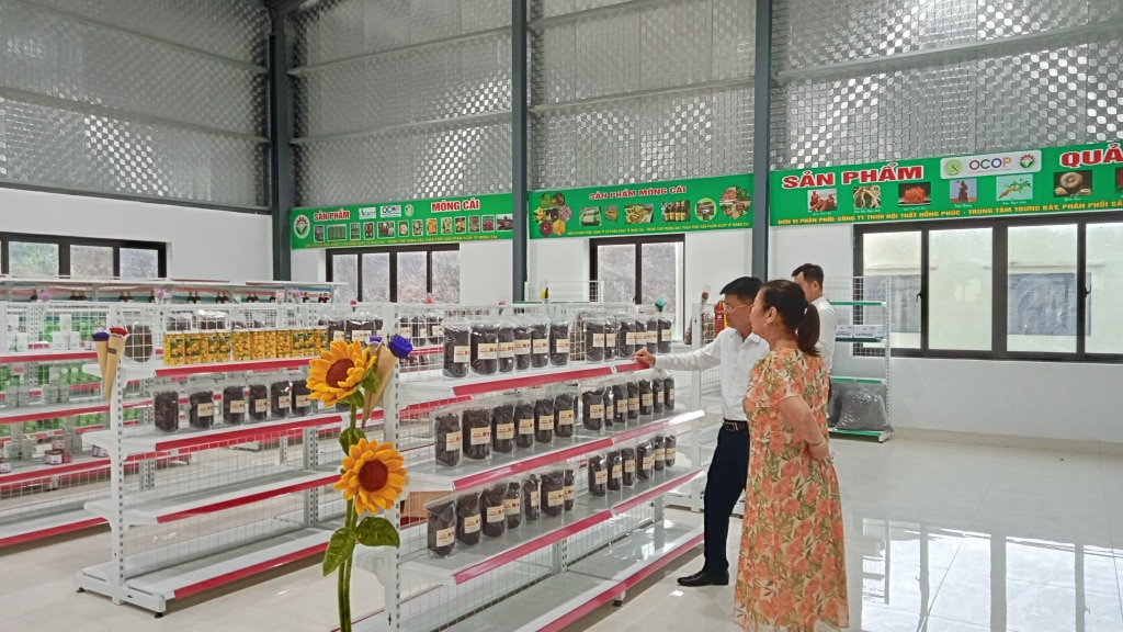 Moringa products introduction area of ​​Ngoc Ha International Joint Stock Company in Bac Son commune (Mong Cai)