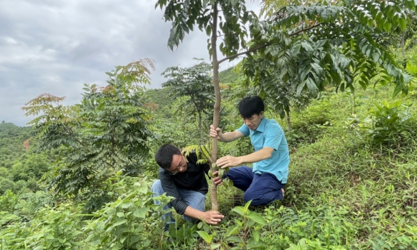 Tạo thêm động lực để khuyến khích phát triển lâm nghiệp bền vững