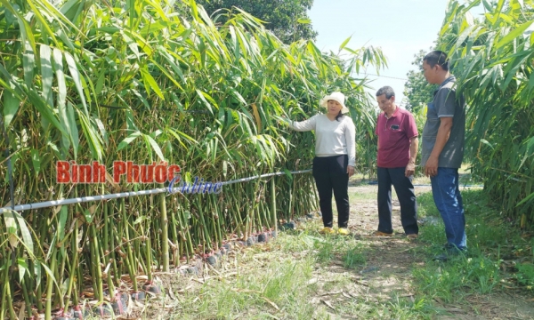 Bình Phước: Liên kết phát triển măng tre