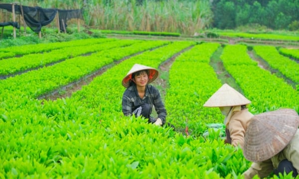 មនុស្សទាំងអស់រីករាយនឹងផ្លែឈើនៃការអភិវឌ្ឍន៍។