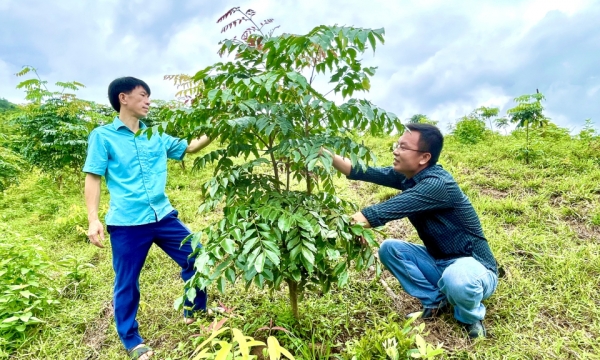 Thêm động lực để lâm nghiệp phát triển bền vững