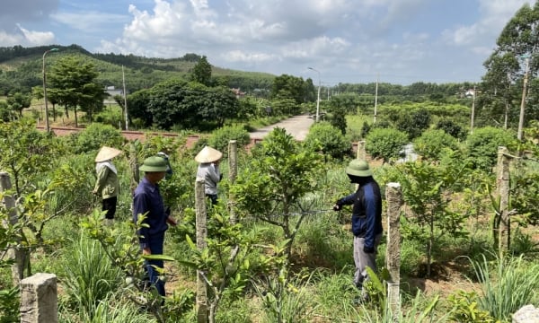 Dong Trieu: Speed ​​up project site clearance progress