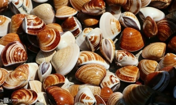 Clam and mussel exports to China increase dramatically