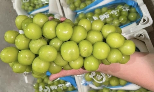 In just a few years, China has turned a 'noble' fruit into a cheap commodity.