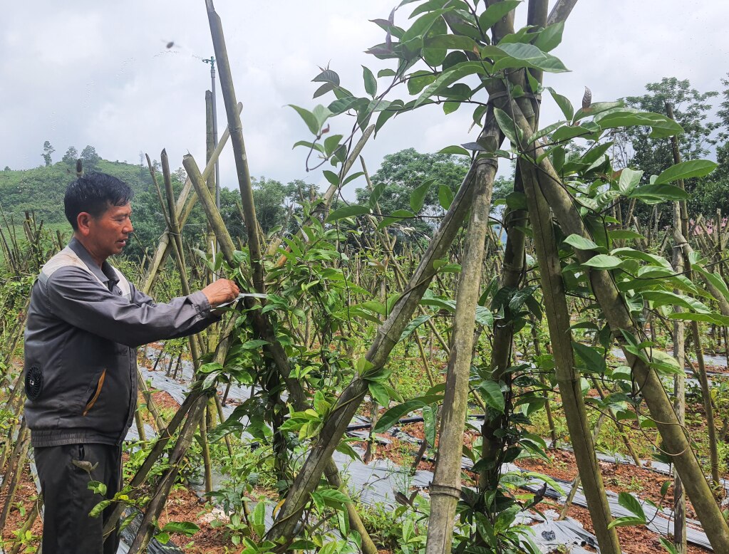 ชาวบ้านในตำบลถั่นเซิน (เขตบ่าเช) ปลูกต้น Morinda officinalis ในป่าลิ้ม