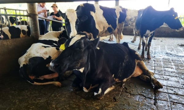 Cientos de vacas lecheras murieron: la vacuna contra la enfermedad de la piel nodular de Navetco se inyectó por primera vez en Lam Dong