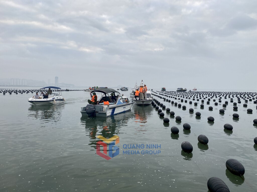 ทีมตรวจสอบสหวิชาชีพของเมืองฮาลองดำเนินการตรวจสอบและจัดการกับการละเมิดโครงการเพาะเลี้ยงสัตว์น้ำที่ไม่เป็นไปตามกฎระเบียบ ภาพ : ฮวงงา