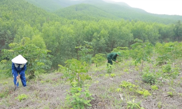 Promouvoir le développement durable de la foresterie