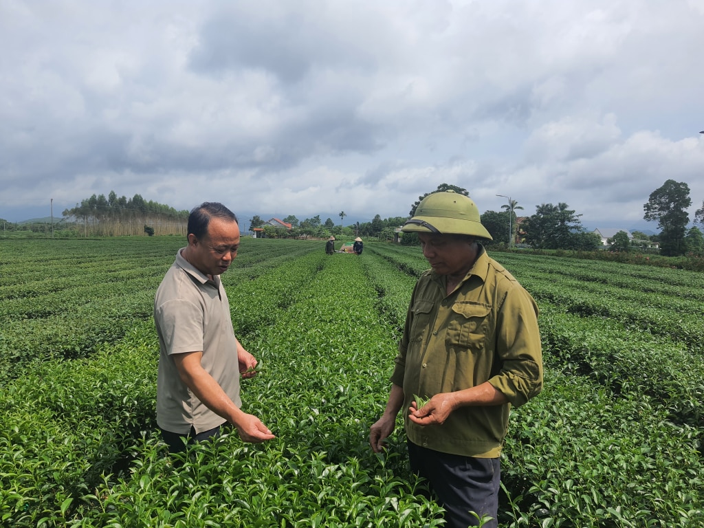 El Sr. Tran Sy Dung, director de la Cooperativa de Té Duong Hoa Cuong (derecha), verifica la calidad del cultivo del té.