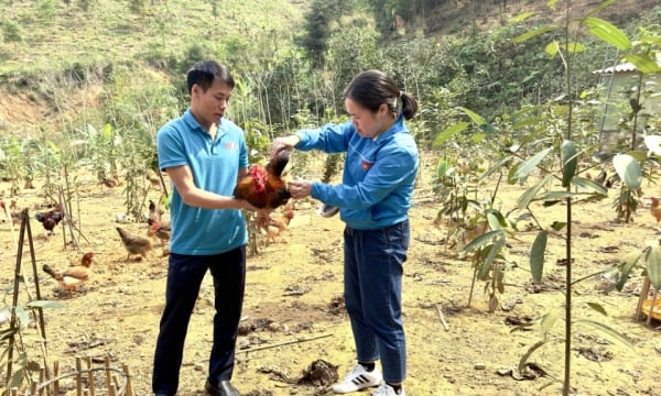 การลดความยากจนในจังหวัดบาเชอ