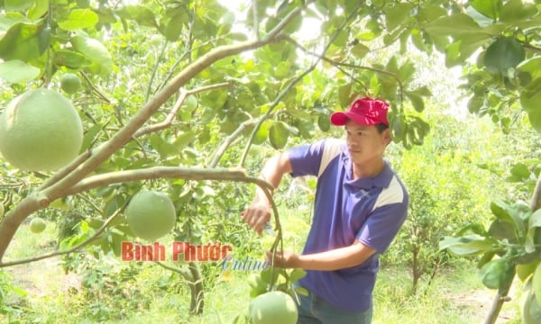 Les perspectives du pamplemousse à peau verte