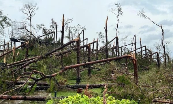 Les forêts plantées brisées, abattues et déracinées par la tempête n° 3 pourraient représenter des dizaines de milliers d’hectares.