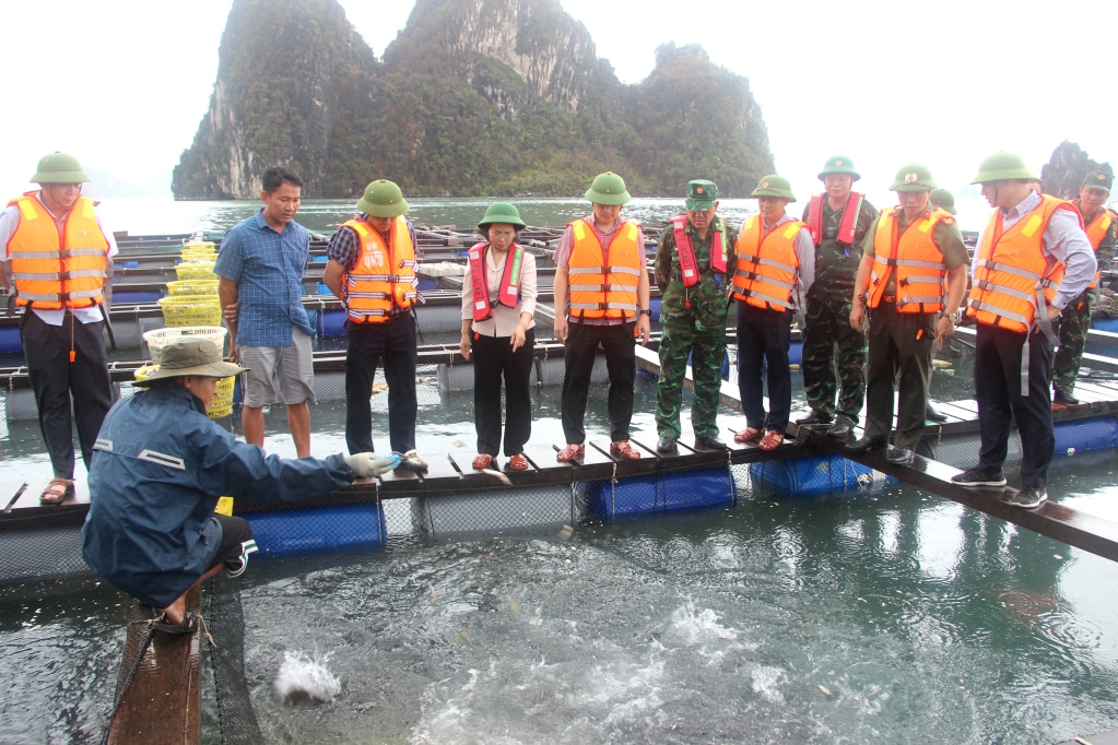 Der ständige stellvertretende Sekretär des Provinzparteikomitees besuchte die Phuc Nam Aquaculture and Import-Export Trade Service Cooperative auf der Insel Ong Cu im Bezirk Cam Dong (Stadt Cam Pha), die nach Sturm Nr. 3 noch immer besteht.