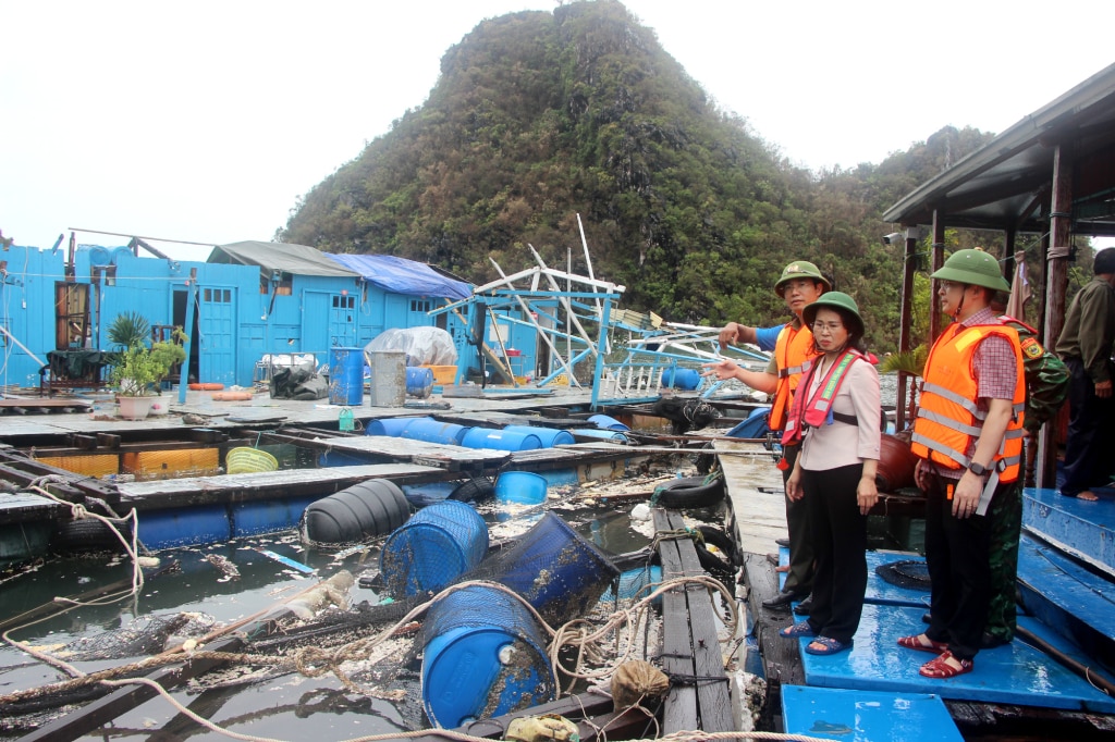 The Standing Deputy Secretary of the Provincial Party Committee inspected rafts damaged by storm No. 3 in the Ong Cu island area, Cam Dong ward, Cam Pha city.