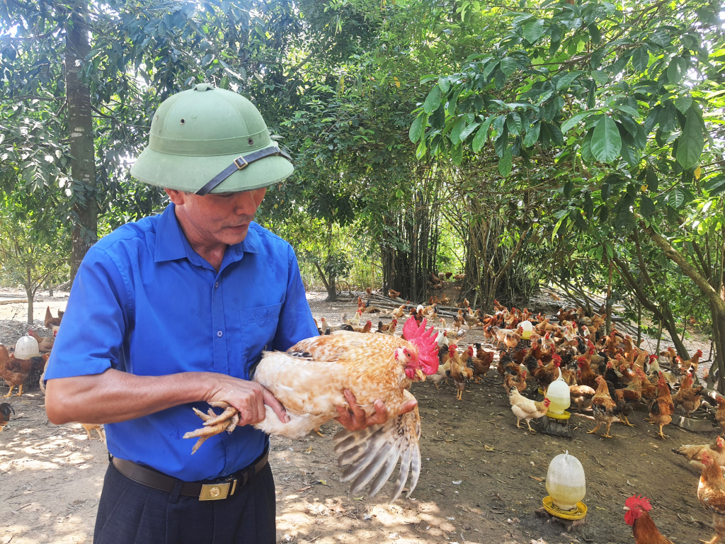 Đàn gà Tiên Yên mang đặc thù giống bản địa, số lượng trên dưới 1 triệu con/năm là sản phẩm OCOP rất có tiềm năng phát triển.