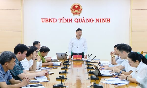 UBND tỉnh họp bàn phương án khôi phục sản xuất lâm nghiệp