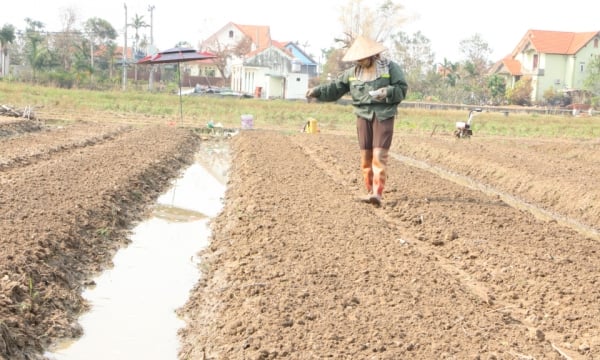 Quảng Yên: Nông dân khẩn trương trở lại ruộng đồng sau bão