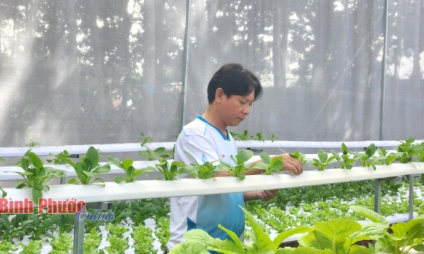 Binh Phuoc: Hacia una agricultura de alta tecnología