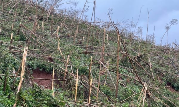 Restaurando bosques después de tormentas