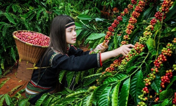 พัฒนาการแปลกๆ ในตลาดส่งออกกาแฟเวียดนาม ผู้เชี่ยวชาญอธิบายอย่างไร?