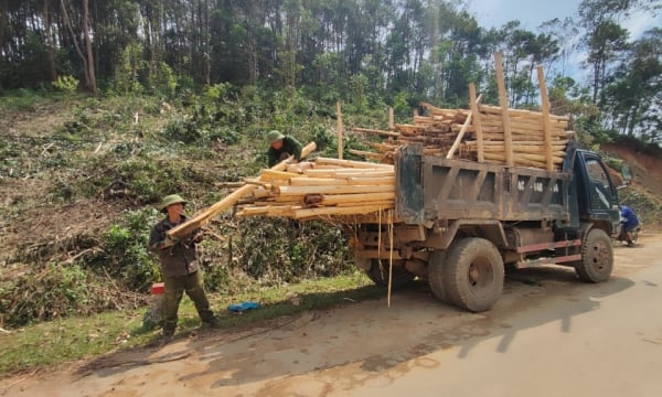 Bình Liêu: Ổn định sản xuất lâm nghiệp sau bão Yagi