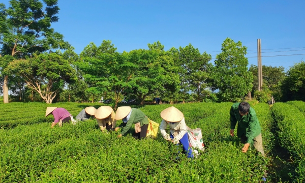 海河茶園の品質向上